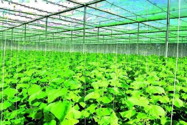 28_12_2018-net-shed-agriculture-jammu_18795900