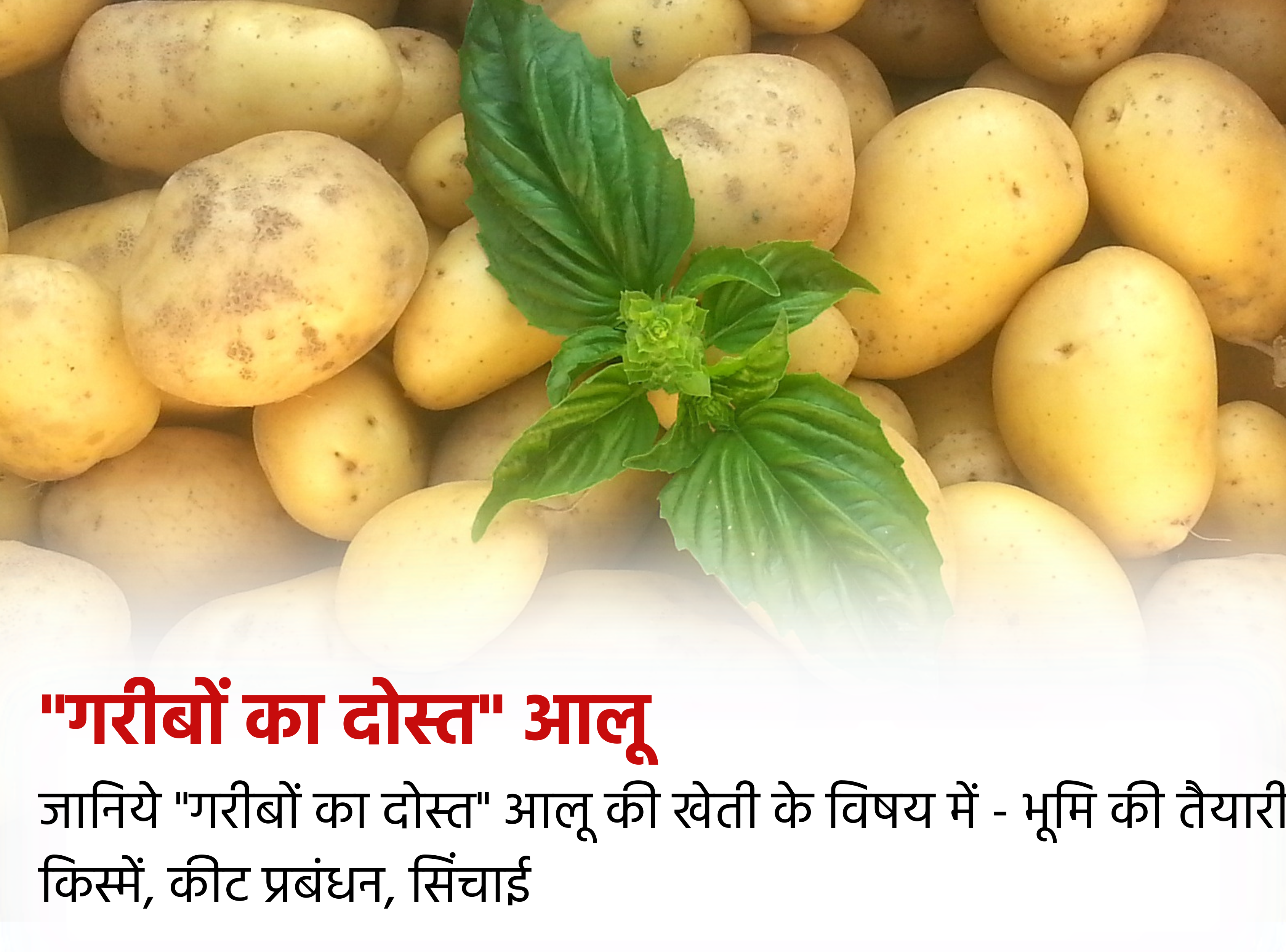 DR News main news website
